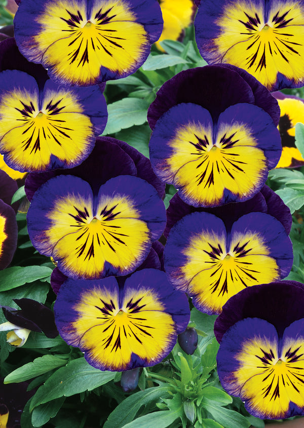 Viola 'Carneval Midnight Glow F1'