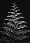 Dark Fern, 21cmx30cm art block